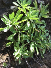 Crepidiastrum lanceolatum