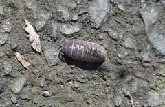 Armadillidium vulgare