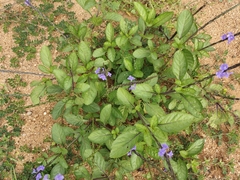 Stachytarpheta jamaicensis