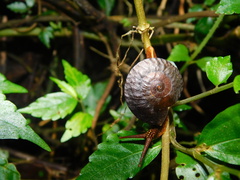 Dyakia
