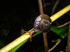Dyakia