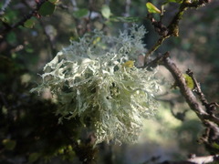 Ramalina unilateralis