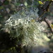Ramalina unilateralis - Photo (c) Marley Ford, some rights reserved (CC BY-NC-SA), uploaded by Marley Ford