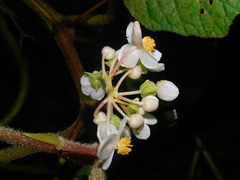 Begonia multangula