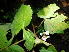Begonia multangula