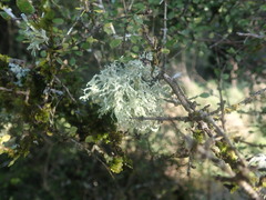 Ramalina unilateralis