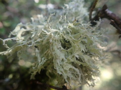 Ramalina unilateralis