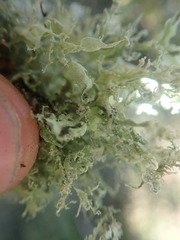 Ramalina unilateralis