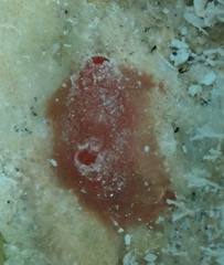 Styelidae