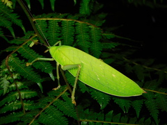 Chloracris
