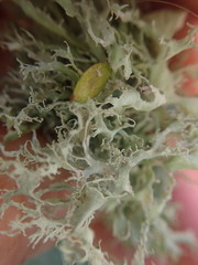 Ramalina unilateralis