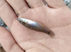 Pseudoxiphophorus jonesii