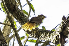 Thripophaga macroura