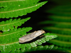 Teulisna diastropha