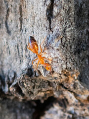 Camponotus marcens