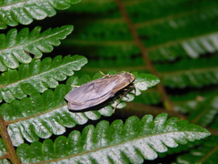 Teulisna diastropha