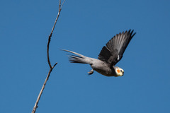 Nymphicus hollandicus