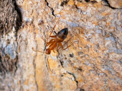 Camponotus marcens