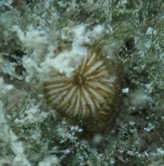 Siderastrea radians