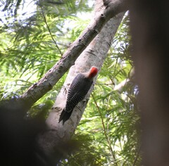 Melanerpes aurifrons