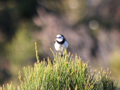 Epthianura albifrons