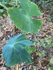 Colocasia