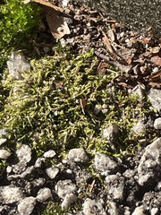 Hedwigia ciliata