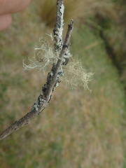 Ramalina erumpens