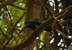 Cyanocorax yucatanicus