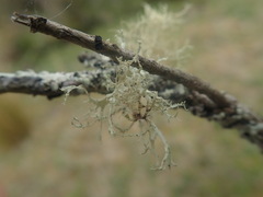 Ramalina erumpens