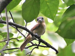 Pachyramphus aglaiae