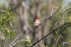 Epthianura tricolor