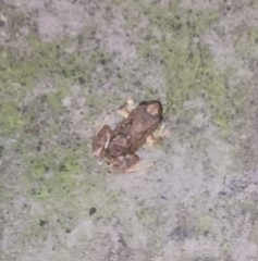 Pristimantis unistrigatus