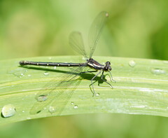Austroargiolestes calcaris