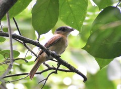 Pachyramphus aglaiae