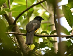 Trogon melanocephalus