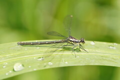 Austroargiolestes calcaris