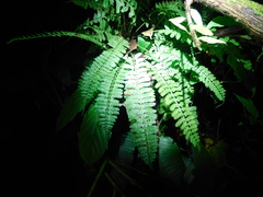 Asplenium thunbergii