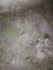 Pristimantis unistrigatus