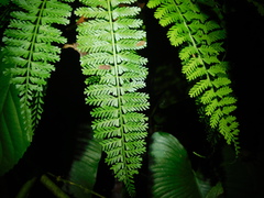Asplenium thunbergii