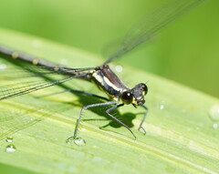 Austroargiolestes calcaris