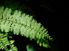 Asplenium thunbergii