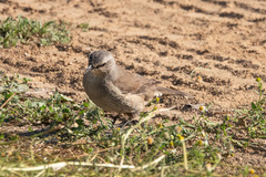 Climacteris picumnus