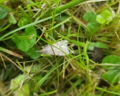 Neodactria luteolellus