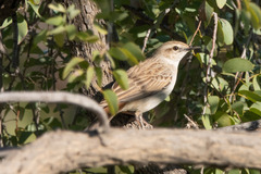 Cincloramphus mathewsi