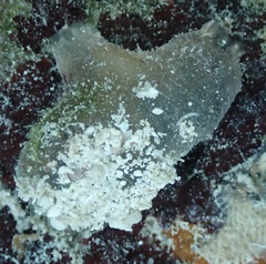 Styelidae