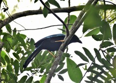 Cyanocorax yucatanicus
