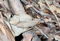 Desmoptera truncatipennis