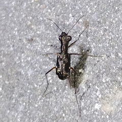 Odontocheila