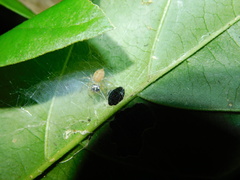 Colyttus